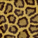 imgi_34_Animal-Fur-1